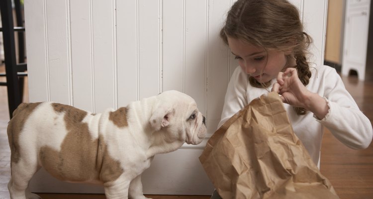 ¿Es un Bulldog Inglés lo mejor para tus hijos?