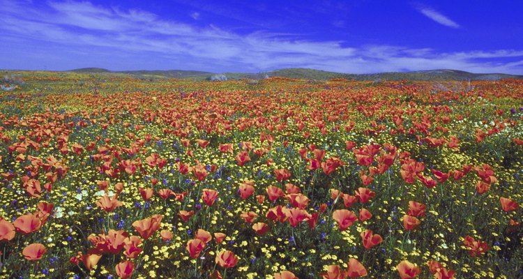 Fotografía de paisaje con flores y un cielo azul brillante.