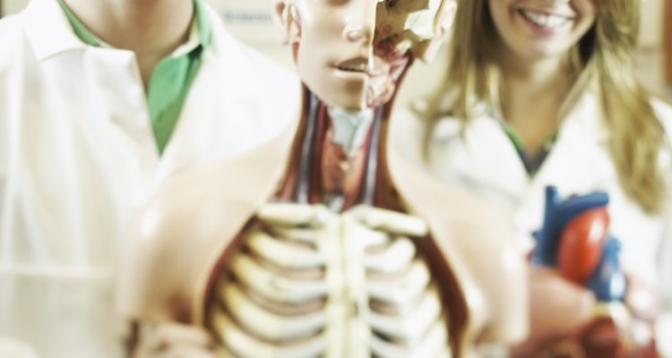 O fígado é um órgão filtrador e se localiza na região abdominal superior