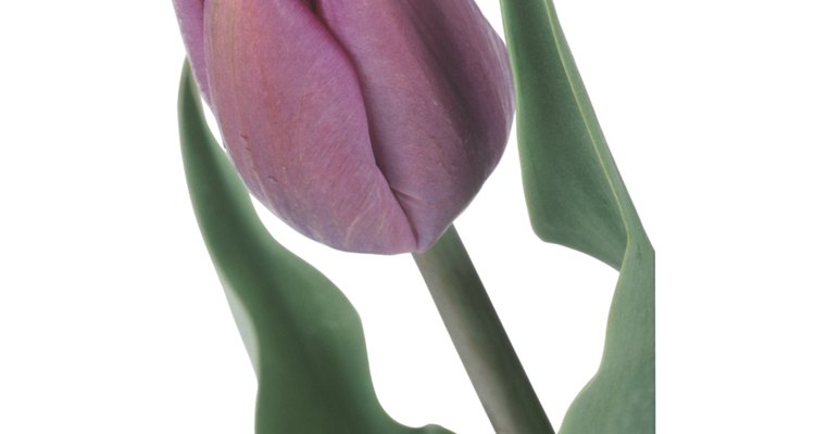 Un tulipán en maceta requiere cuidados específicos para sobrevivir.