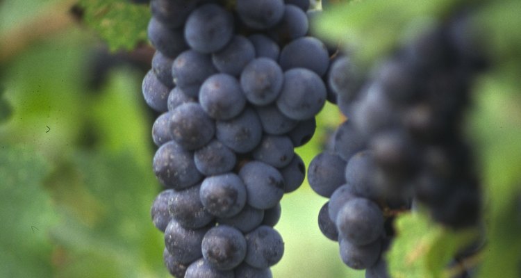 Inspecciona los tallos del racimo de uva.