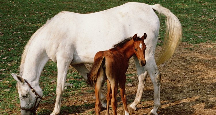A diarreia em cavalos pode ter muitas causas