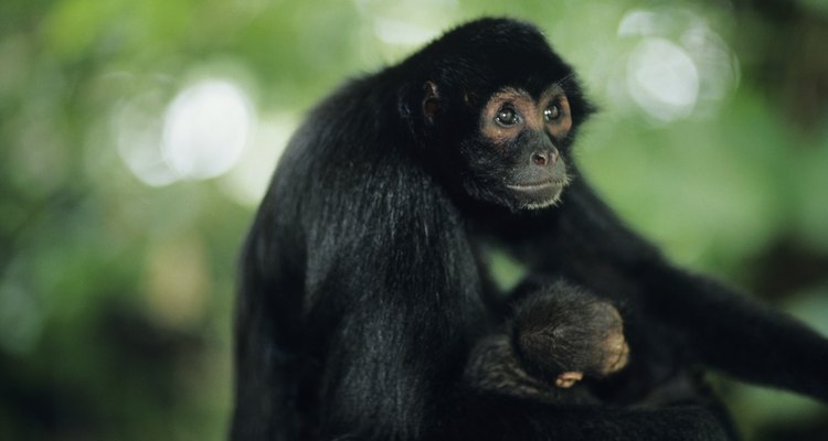 Hay cuatro especies diferentes de monos araña que se encuentran en los bosques y selvas.
