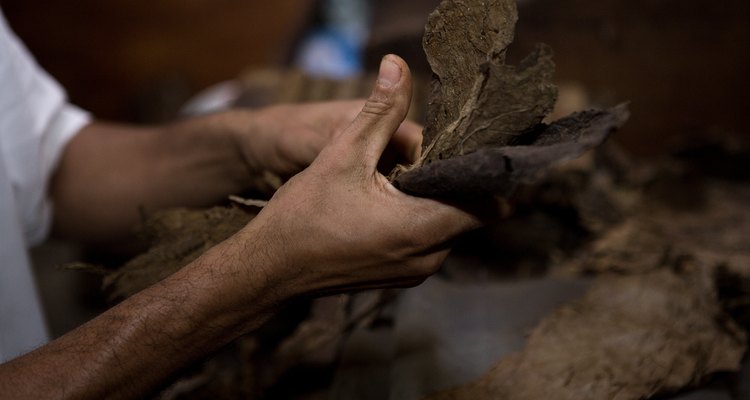 Despues del periodo de secado el tabaco debe ser cortado en diferentes tamaños para ser utilizado en diferentes productos.