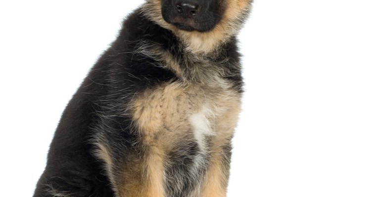 Las orejas se ponen erguidas de manera natural en los cachorros de pastor alemán en el momento en que son de 8 semanas de edad.