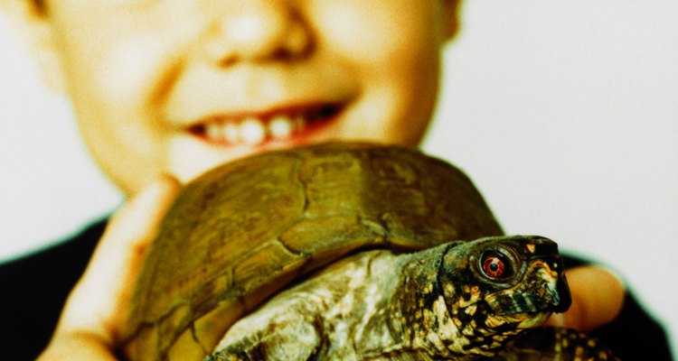 As pequenas tartarugas de água doce são mais comumente adquiridas como animais de estimação