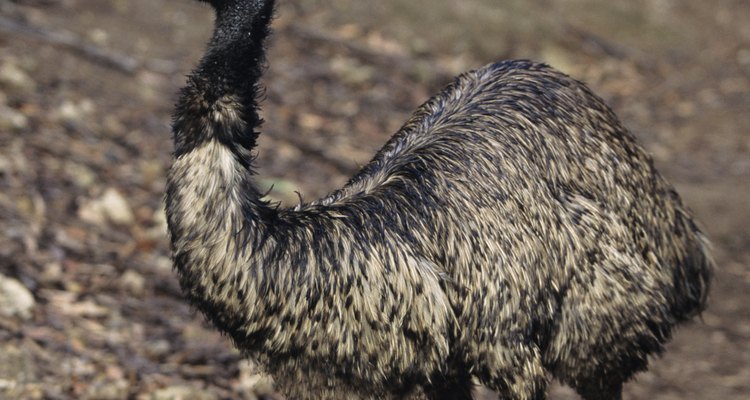 Um emu, ave australiana da mesma ordem que a ema