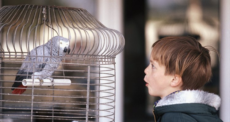 A cat proof bird cage should be very sturdy.