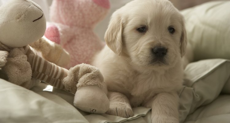 É muito comum que cachorros comam objetos inanimados