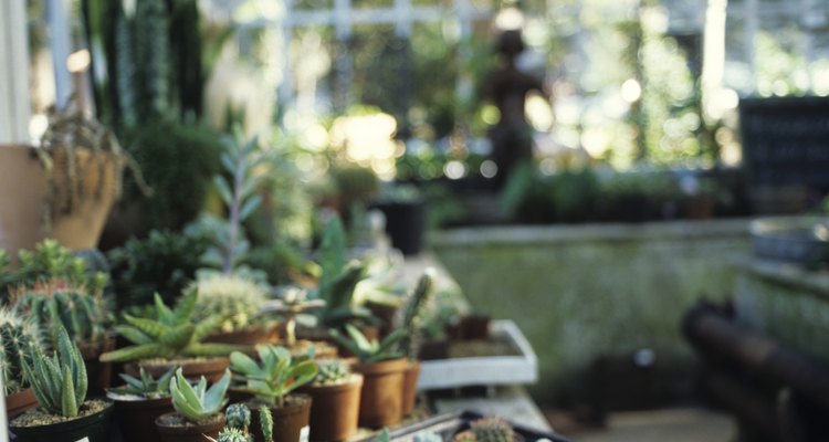 As mães de milhares são suculentas frequentemente cultivadas em ambientes internos