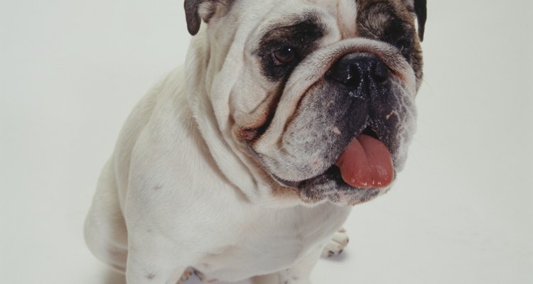 Curiosidades de los perros bulldog.