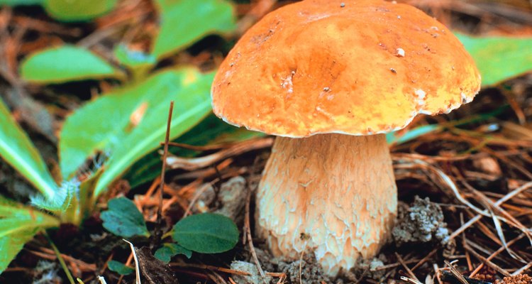 Cogumelos no jardim podem ser identificados  ​​pelos seus chapéus, lamelas, caules e cor