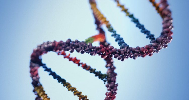 Una porción del ADN