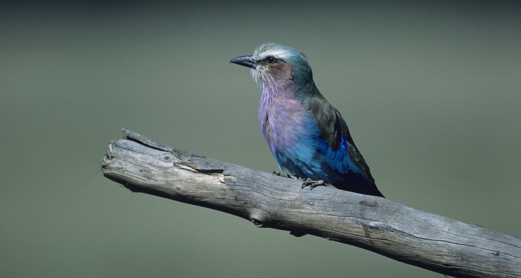 Hay más de 10.000 especies de aves en el mundo, de acuerdo con Birding.com