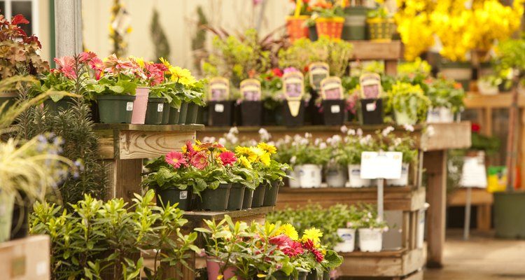 Todas las plantas en macetas necesitan alguna forma de drenar el exceso de agua del suelo.