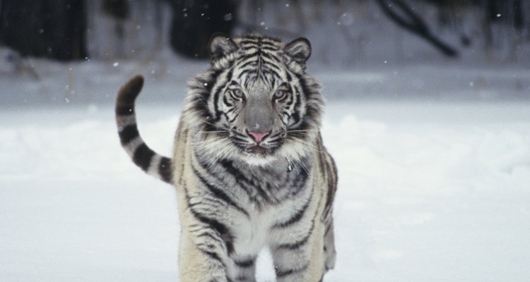 Los tigres blancos nacen de manera natural solamente una vez en cada 10.000 nacimientos.