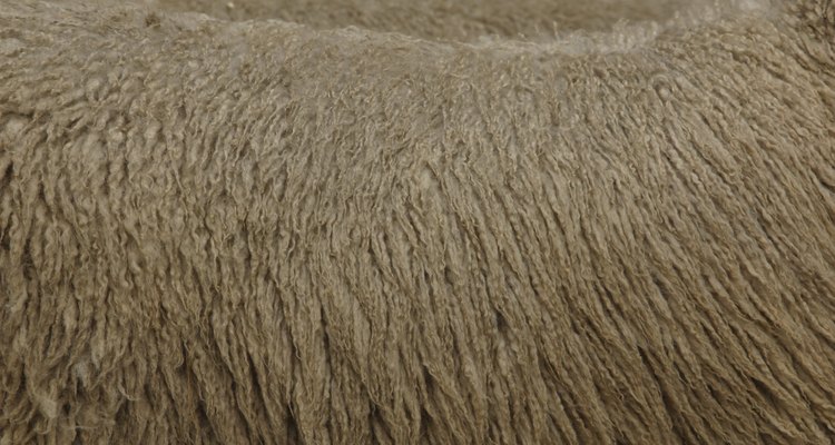 La lana de oveja creció en importancia como consecuencia de las restricciones de cultivo.