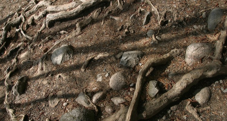 Soil erosion can lead to land becoming barren.