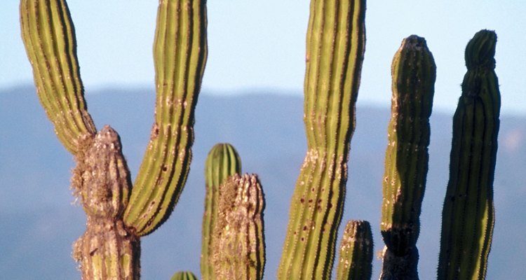 Cactus en el desierto de Chihuahua.