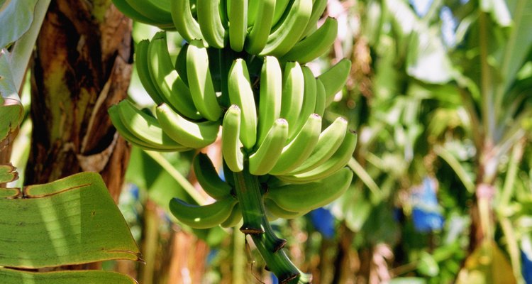 Cada pseudotallo de una planta de plátano produce frutos sólo una vez.