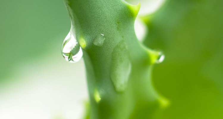 Aloe Vera