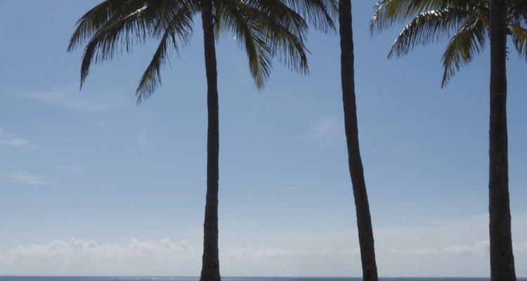Make fake palm trees to decorate your party or theatre production.