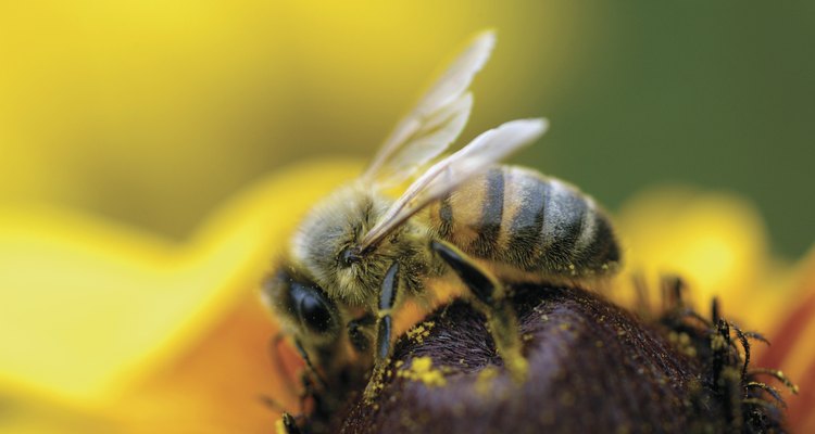 Como muchos animales, las abejas productoras de miel tienen varias razas llamadas "poblaciones".