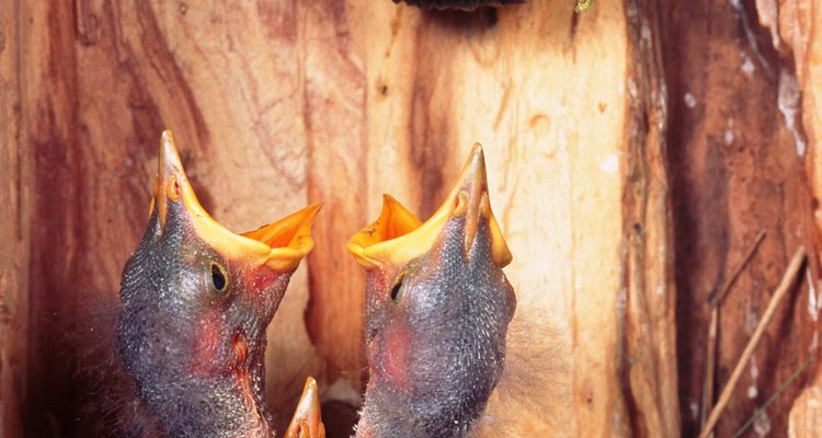 Starlings are common non-native birds in North America.