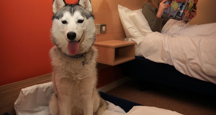 Os huskies siberianos são amigáveis, extrovertidos e companheiros