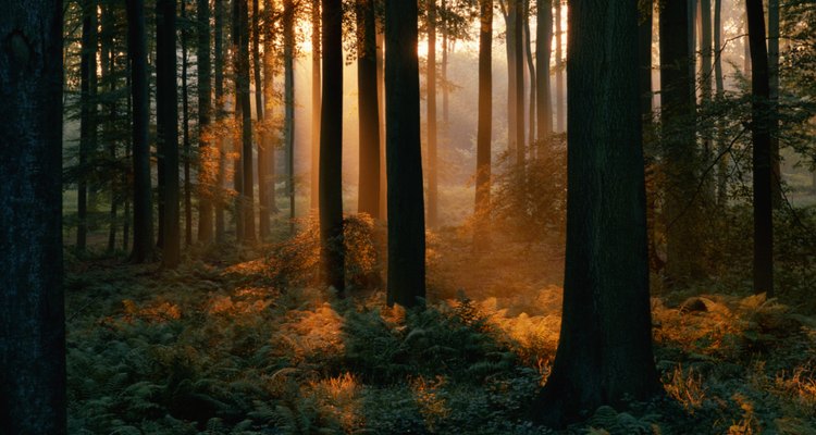 Algumas samambaias são adaptadas à luz fraca das florestas