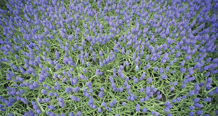 Grape hyacinths multiply on their own.