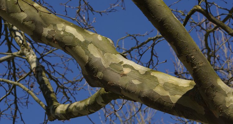 Sycamore trees make usable firewood, although not the best.
