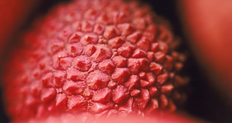 Los árboles de lichi fueron producidos en ensayos sucesivos, en un intento de encontrar una variedad con resistencia al frío.