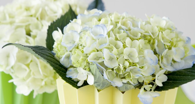 Las hortensias, claveles y margaritas se encuentran entre las flores más absorbentes de colorantes para alimentos.