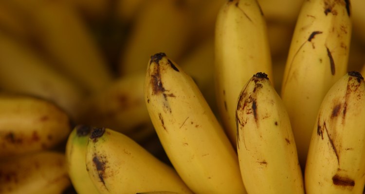 As bananas são um alimento básico na dieta de uma ave sul-americana