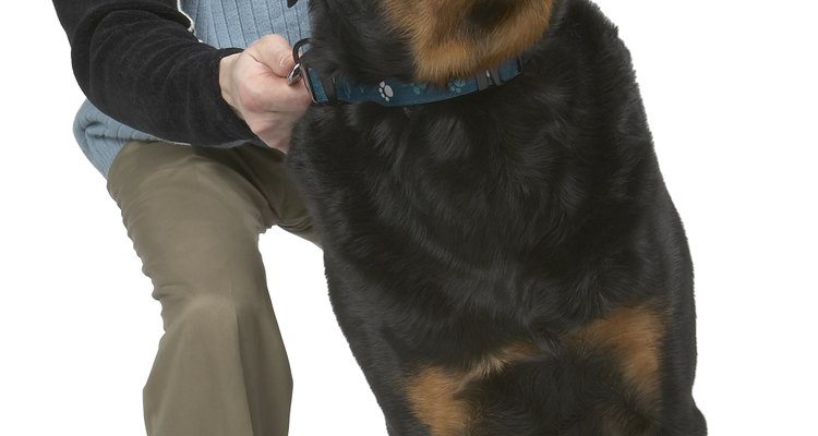 Los Rottweilers pueden sufrir de sobrepeso si los dueños no los cuidan bien.