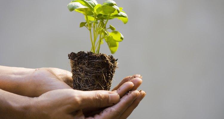 Procure sempre por produtos fabricados de forma sustentável