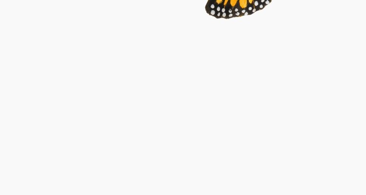Monarch butterflies are attracted to butterfly weed, which is poisonous to humans.