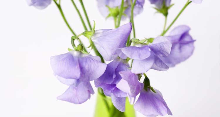 Sweet peas are grown for their scent.
