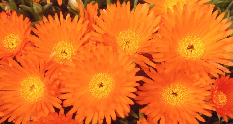 Hay muchas flores que pueden florecer durante todo el año si la temperatura es la adecuada.
