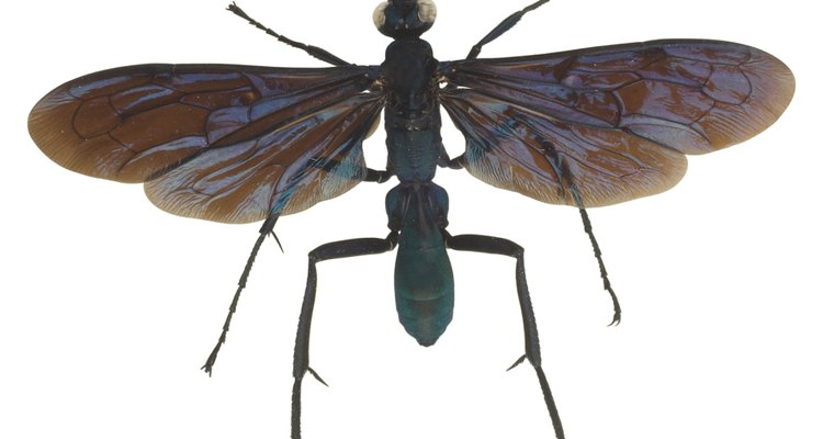 La avispa caza tarántulas puede crecer hasta 5,1 cm de largo.