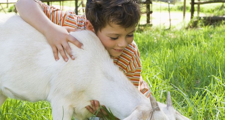 Las mascotas y animales de granja son buenos temas para proyectos de ciencia.