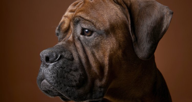 Brown boxer dog, close-up