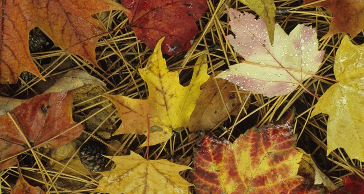 Sugar maple tree leaves are three-lobed.