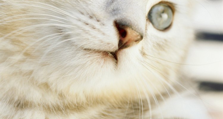 Cuide da saúde de seu gatinho, limpando-lhe os olhos