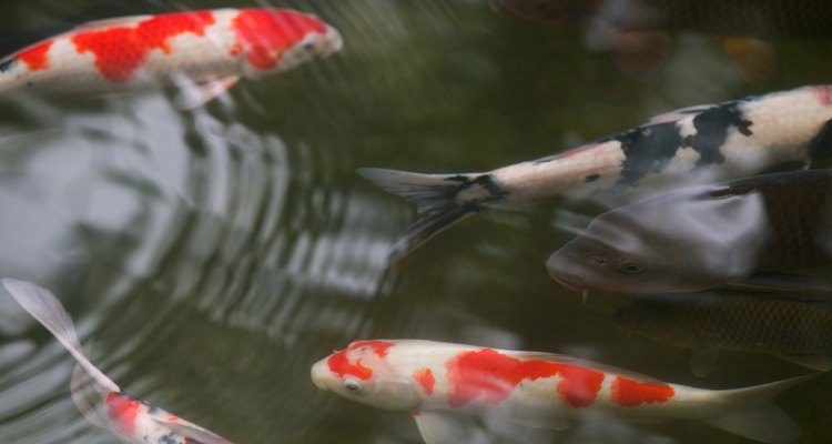 Uma piscina velha é o habitat perfeito para a grande carpa chinesa ou peixinho dourado