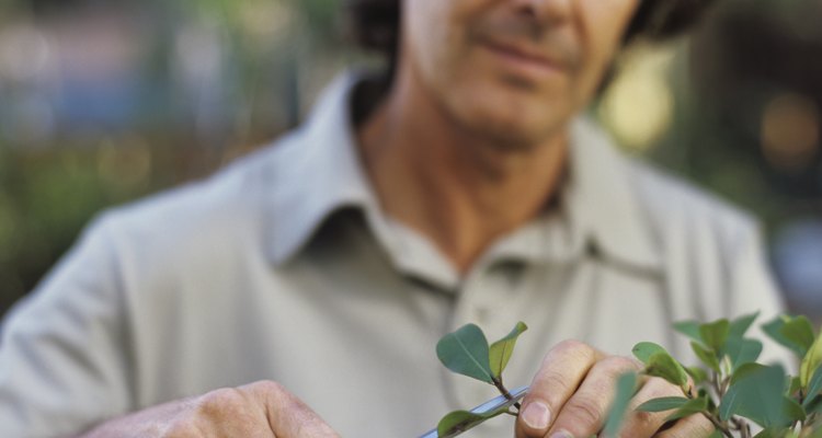 Cultiva mangles con la técnica de bonsai.