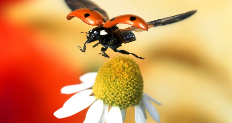 As moscas-brancas adultas parecem pequenas mariposas com asas brancas