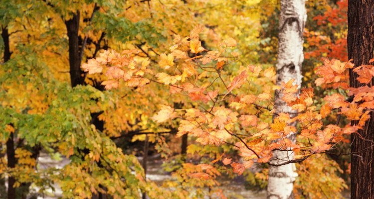 The silver birch's leaves are bright green in summer and yellow in fall.