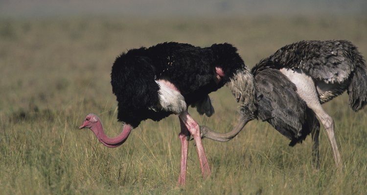 Los Tótems de avestruz simbolizan la sabiduría, el ser práctico y permanecer en equilibrio.